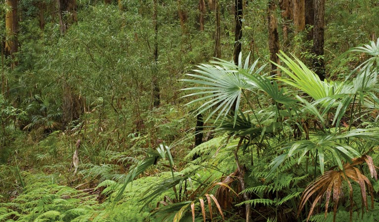 Booti Booti National Park at Hotel Forster