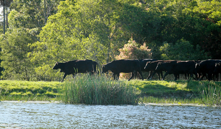 Great Lakes Paddocks at Hotel Forster